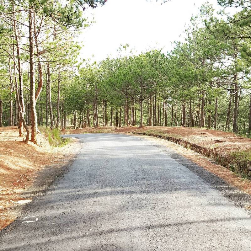 Đồi Thông Hai Mộ - Địa điểm du lịch “ma mị” tại Đà Lạt