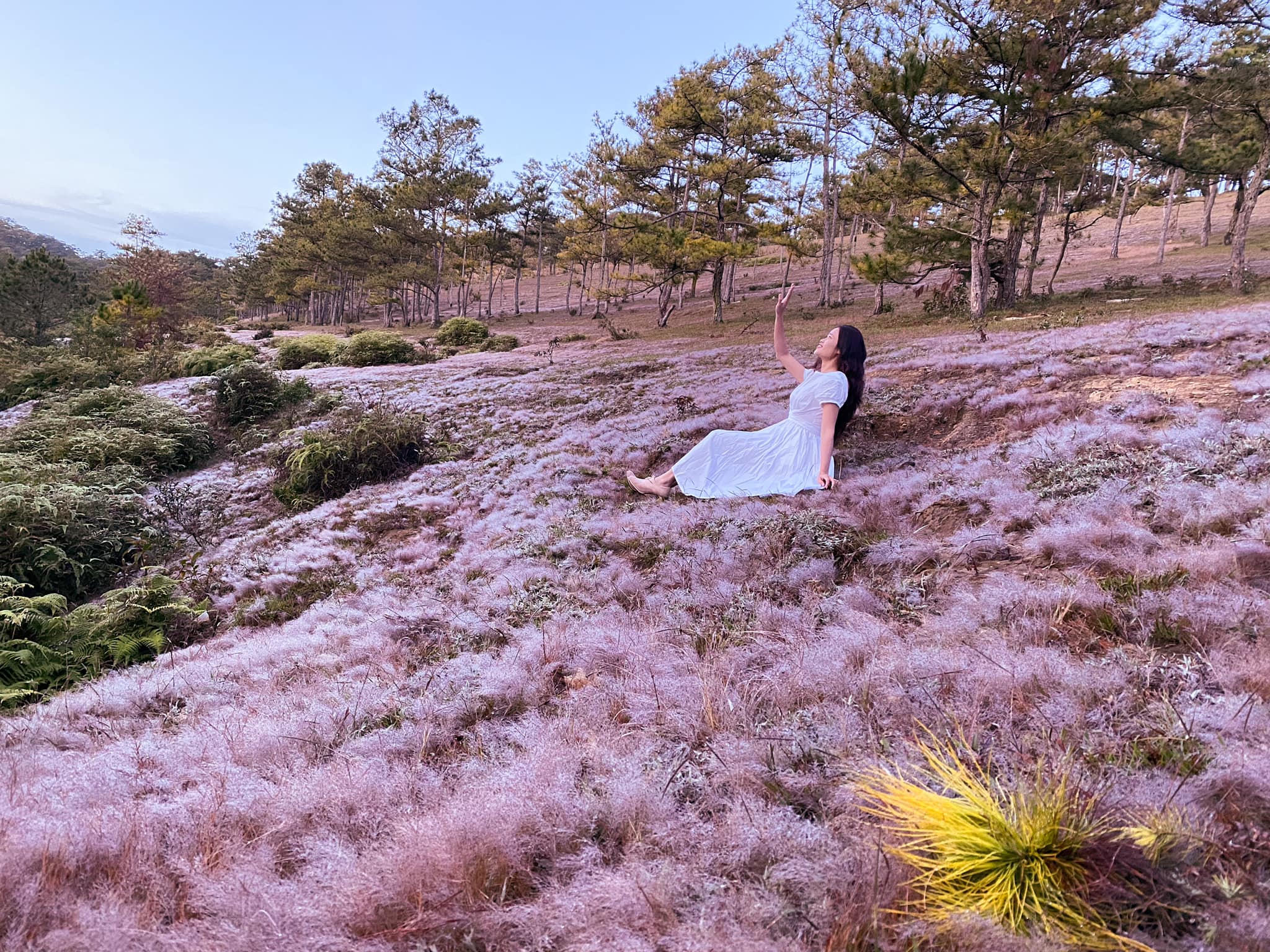 Đồi Cỏ Hồng Đà Lạt - Địa điểm check in thơ mộng nhất xứ ngàn hoa