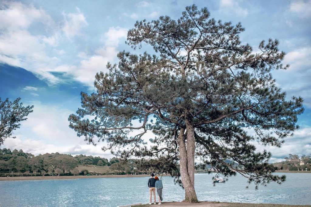 Đồi Cỏ Hồng Đà Lạt - Địa điểm check in thơ mộng nhất xứ ngàn hoa