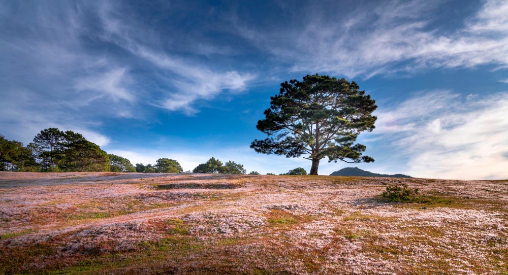 Đồi Cỏ Hồng Đà Lạt - Địa điểm check in thơ mộng nhất xứ ngàn hoa