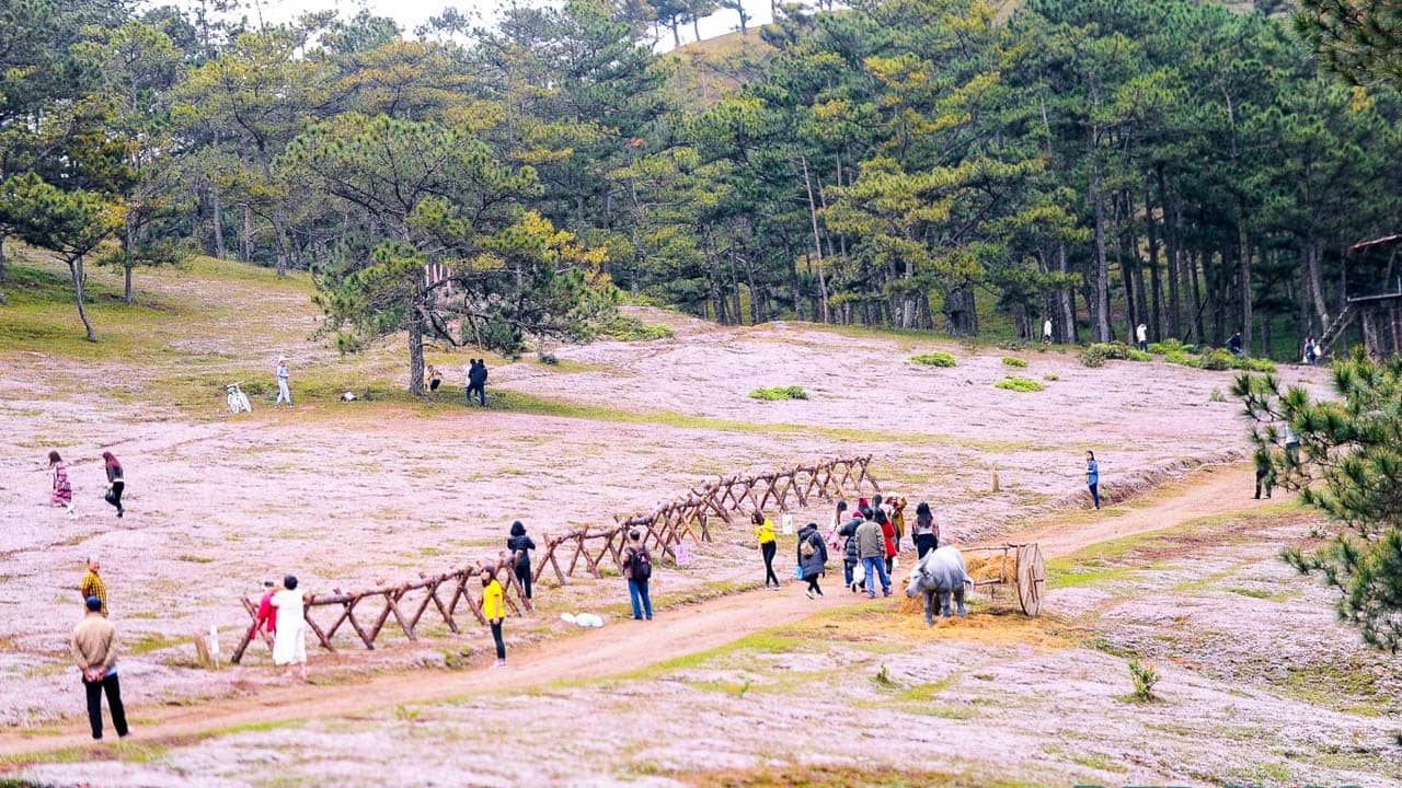 Đồi Cỏ Hồng Đà Lạt - Địa điểm check in thơ mộng nhất xứ ngàn hoa