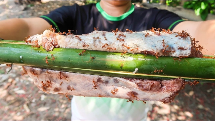 Kinh nghiệm du lịch Tam Đảo 2022 chi tiết nhất