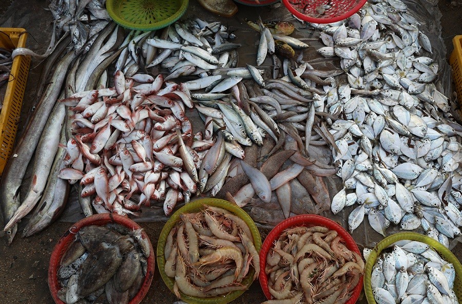 Top 15 địa chỉ mua hải sản Quảng Ninh chất lượng và giá rẻ