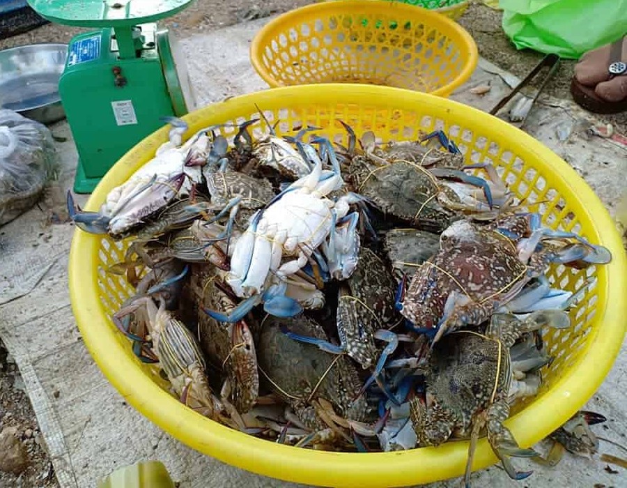 Top 15 địa chỉ mua hải sản Quảng Ninh chất lượng và giá rẻ