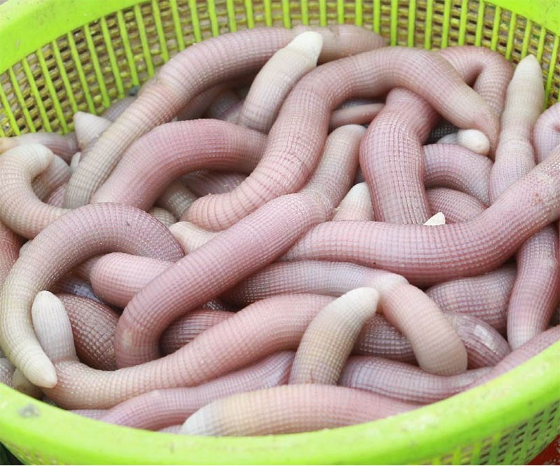 Top 15 địa chỉ mua hải sản Quảng Ninh chất lượng và giá rẻ