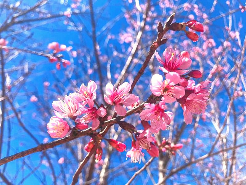hoa anh đào đà lạt