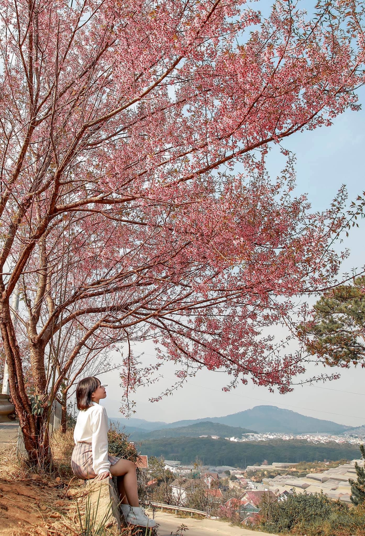 hoa anh đào đà lạt