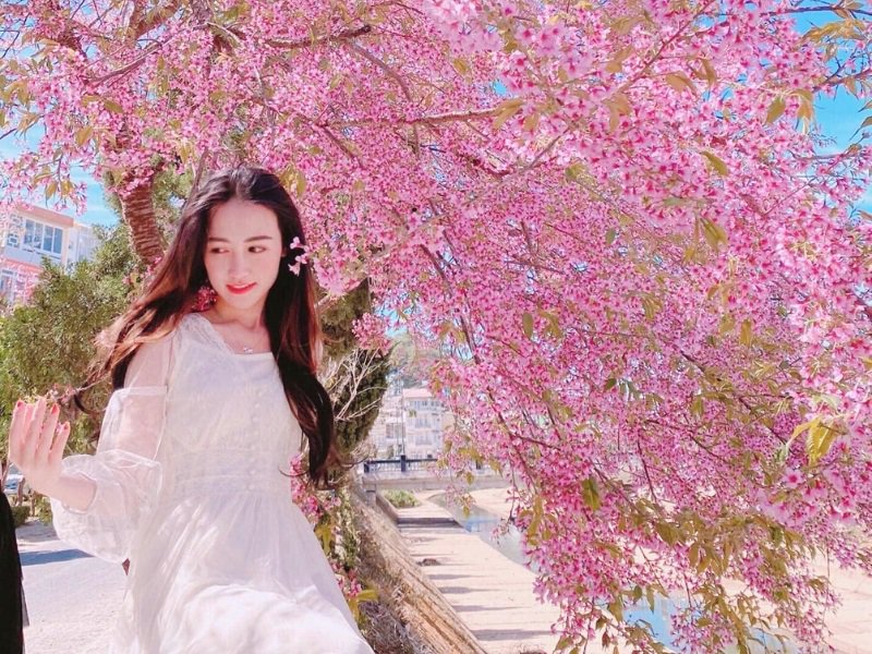 hoa anh đào đà lạt