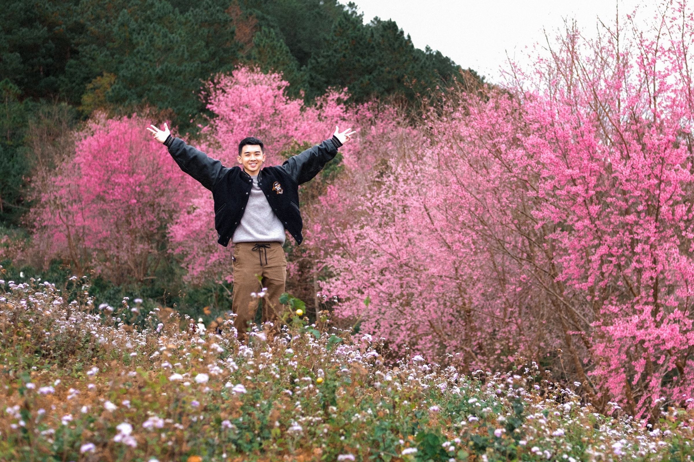 hoa anh đào đà lạt