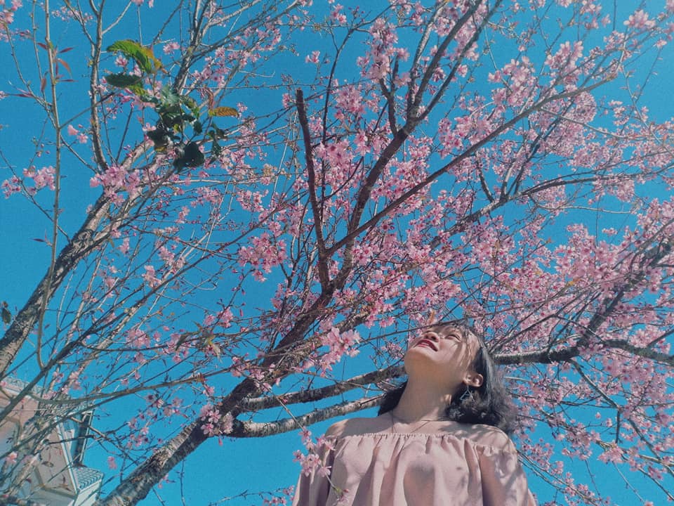 hoa anh đào đà lạt