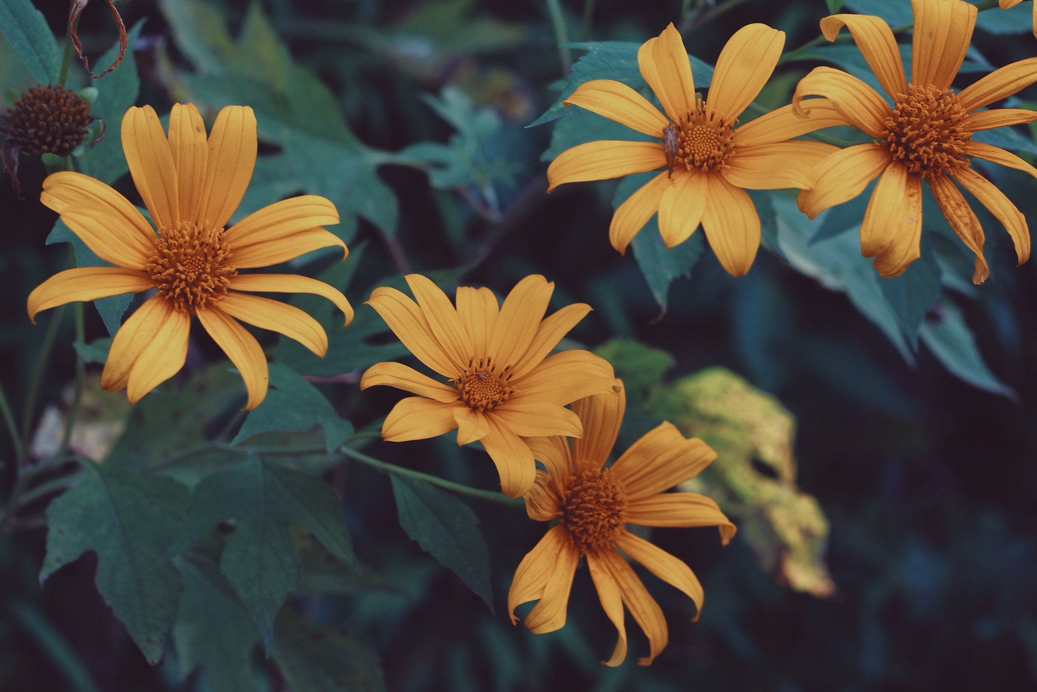 hoa dã quỳ ba vì