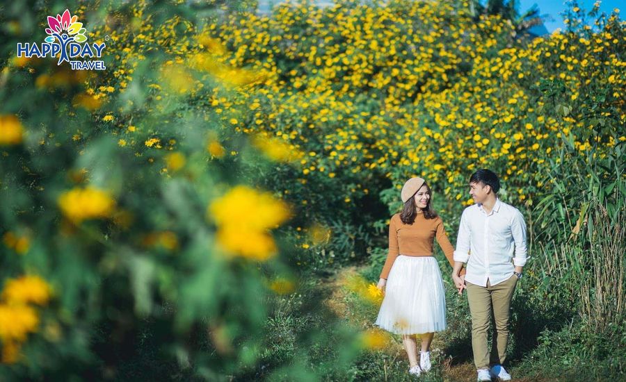 Hoa dã quỳ Đà Lạt