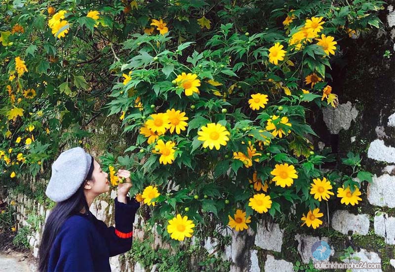 Hoa dã quỳ Đà Lạt