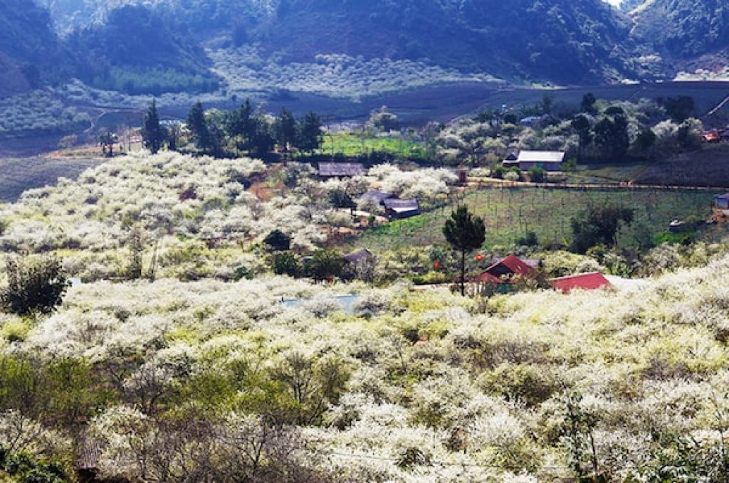 Hoa mận Mộc Châu - Ngây ngất giữa mùa hoa tuyệt đẹp