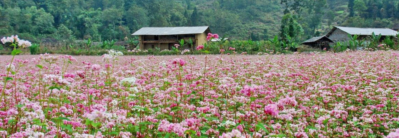 Hoa tam giác mạch Hà Giang - Ngẩn ngơ trước mùa hoa nở rộ