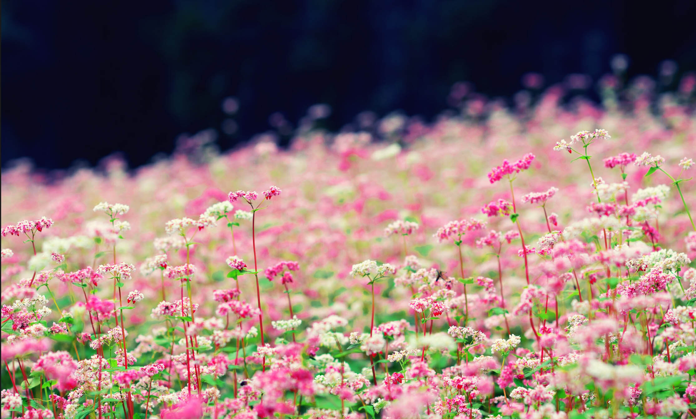 Hoa tam giác mạch Hà Giang - Ngẩn ngơ trước mùa hoa nở rộ