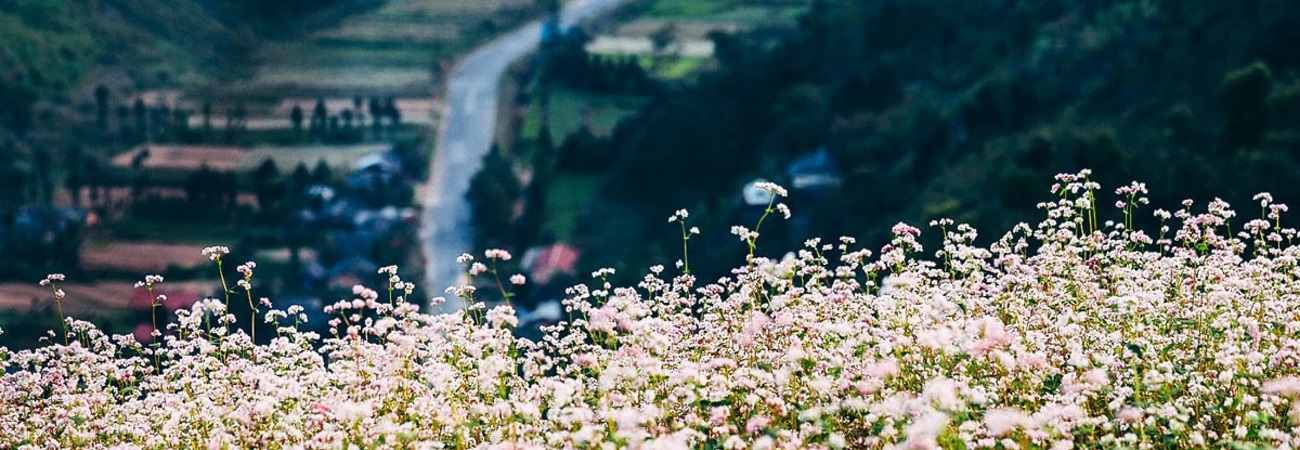 Hoa tam giác mạch Hà Giang - Ngẩn ngơ trước mùa hoa nở rộ