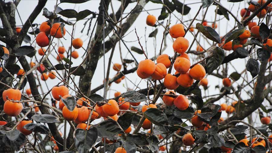 Hồng giòn Mộc Châu - Món quà quý giá mà thiên nhiên ban tặng