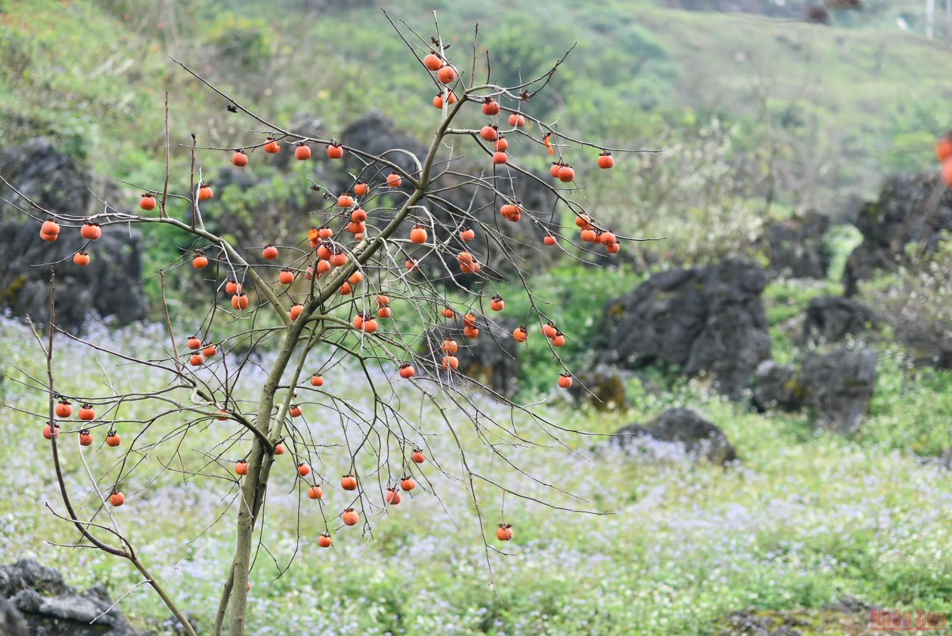 Hồng giòn Mộc Châu - Món quà quý giá mà thiên nhiên ban tặng