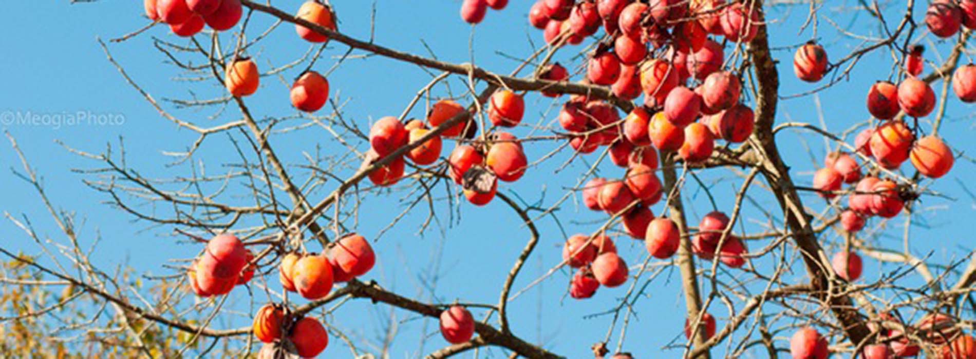 Hồng giòn Mộc Châu - Món quà quý giá mà thiên nhiên ban tặng