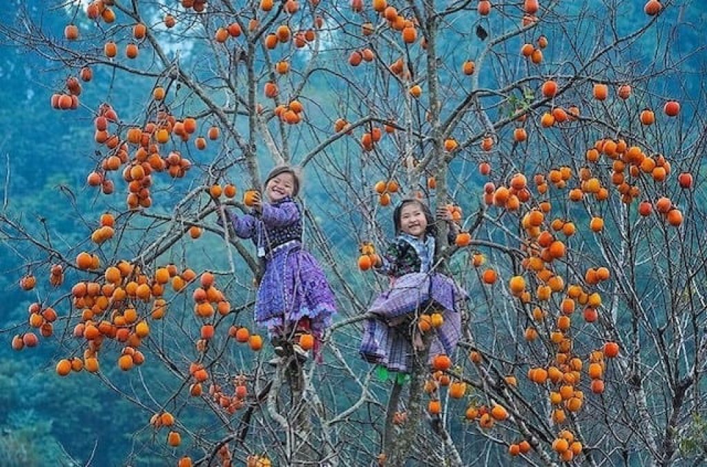 Hồng giòn Mộc Châu - Món quà quý giá mà thiên nhiên ban tặng