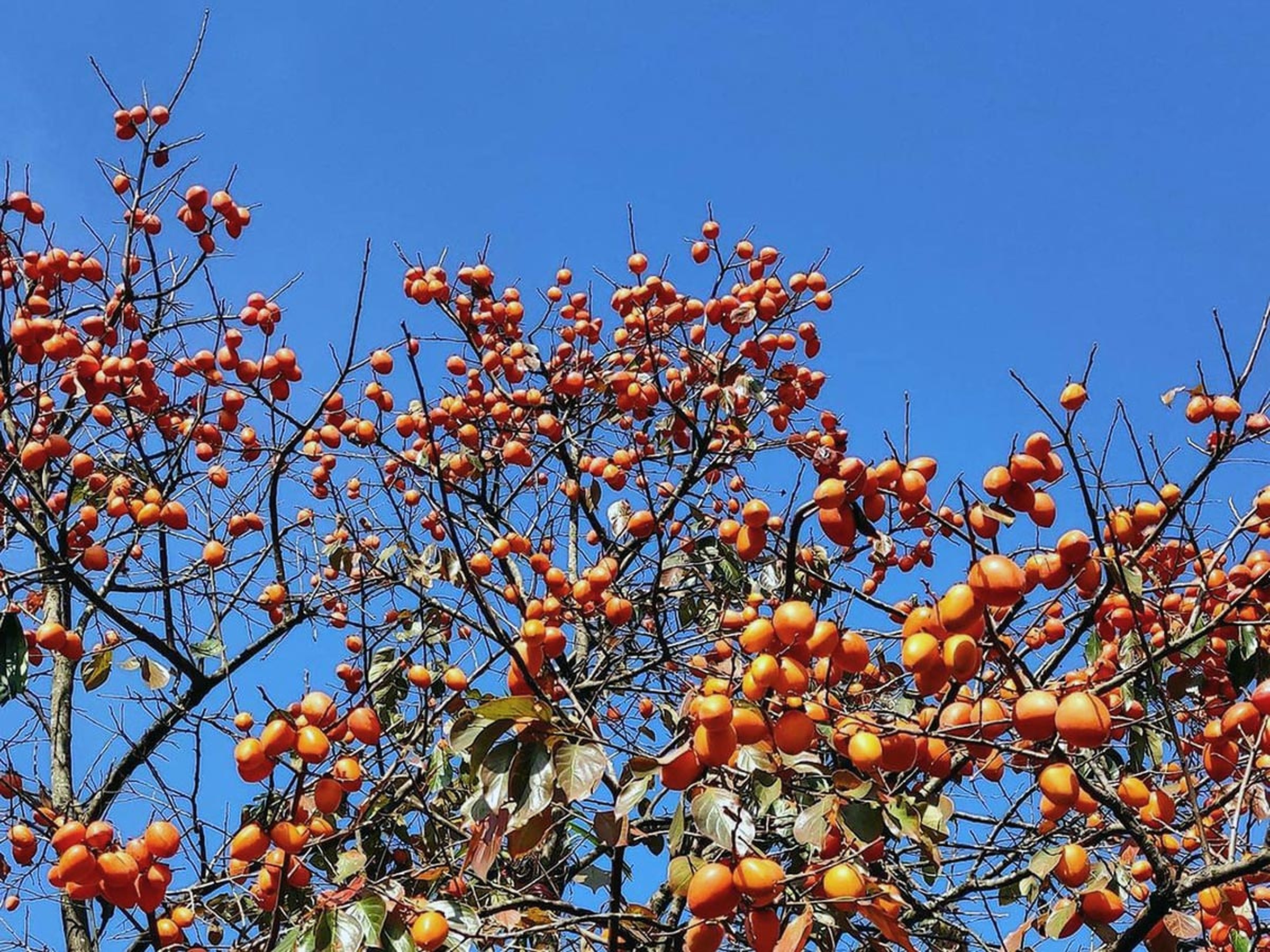 Hồng giòn Mộc Châu - Món quà quý giá mà thiên nhiên ban tặng