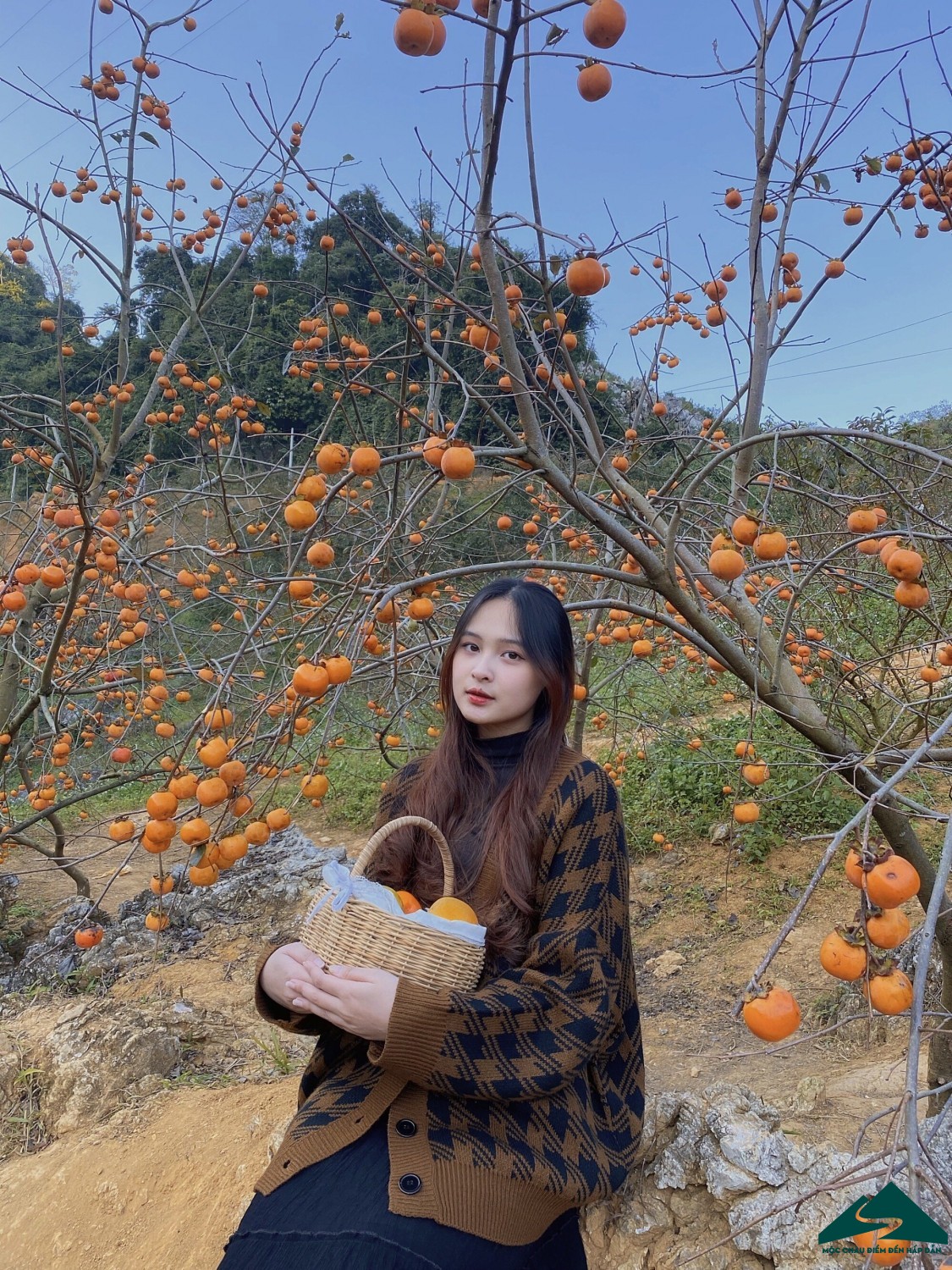 Hồng giòn Mộc Châu - Món quà quý giá mà thiên nhiên ban tặng