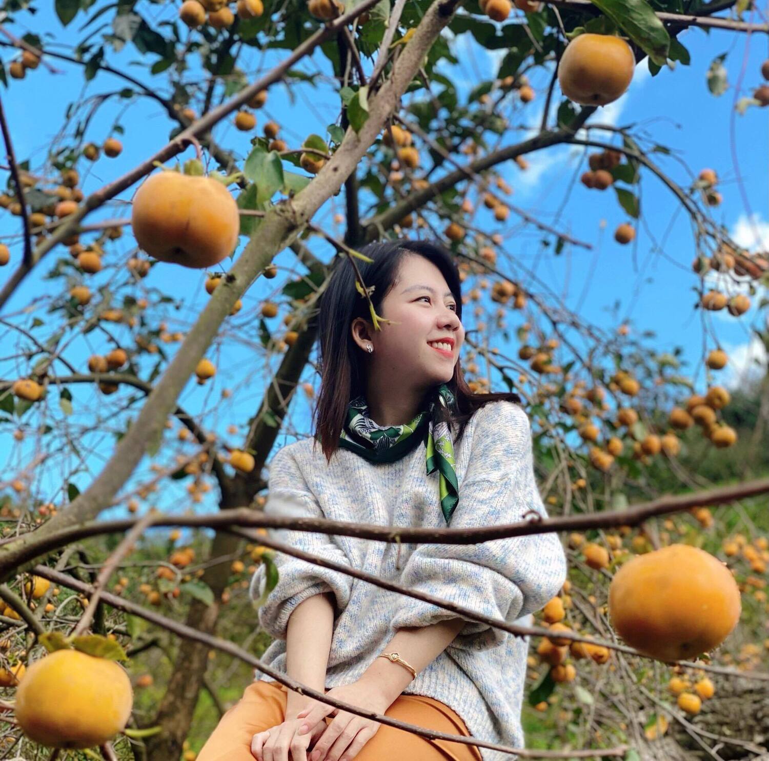 Hồng giòn Mộc Châu - Món quà quý giá mà thiên nhiên ban tặng