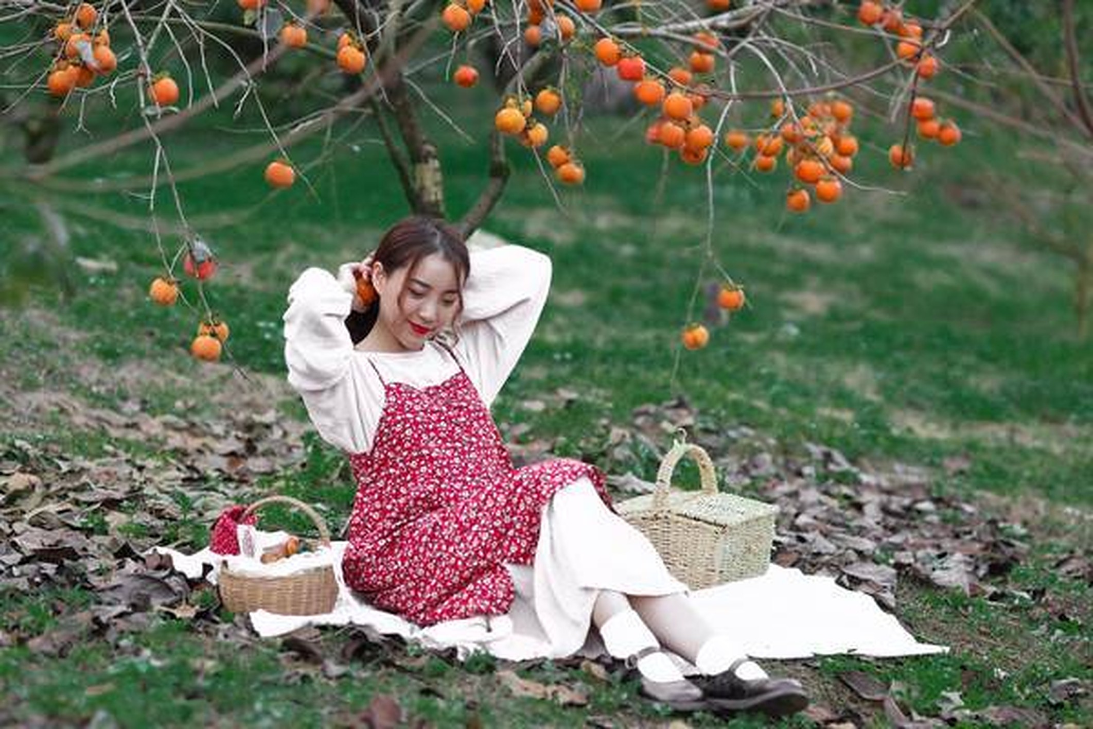 Hồng giòn Mộc Châu - Món quà quý giá mà thiên nhiên ban tặng