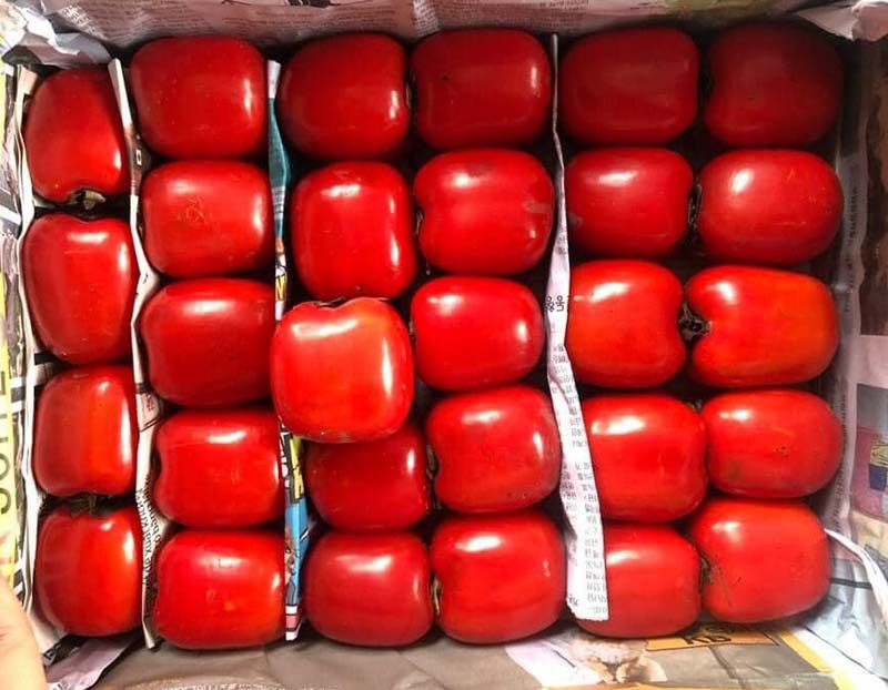 hồng trứng đà lạt