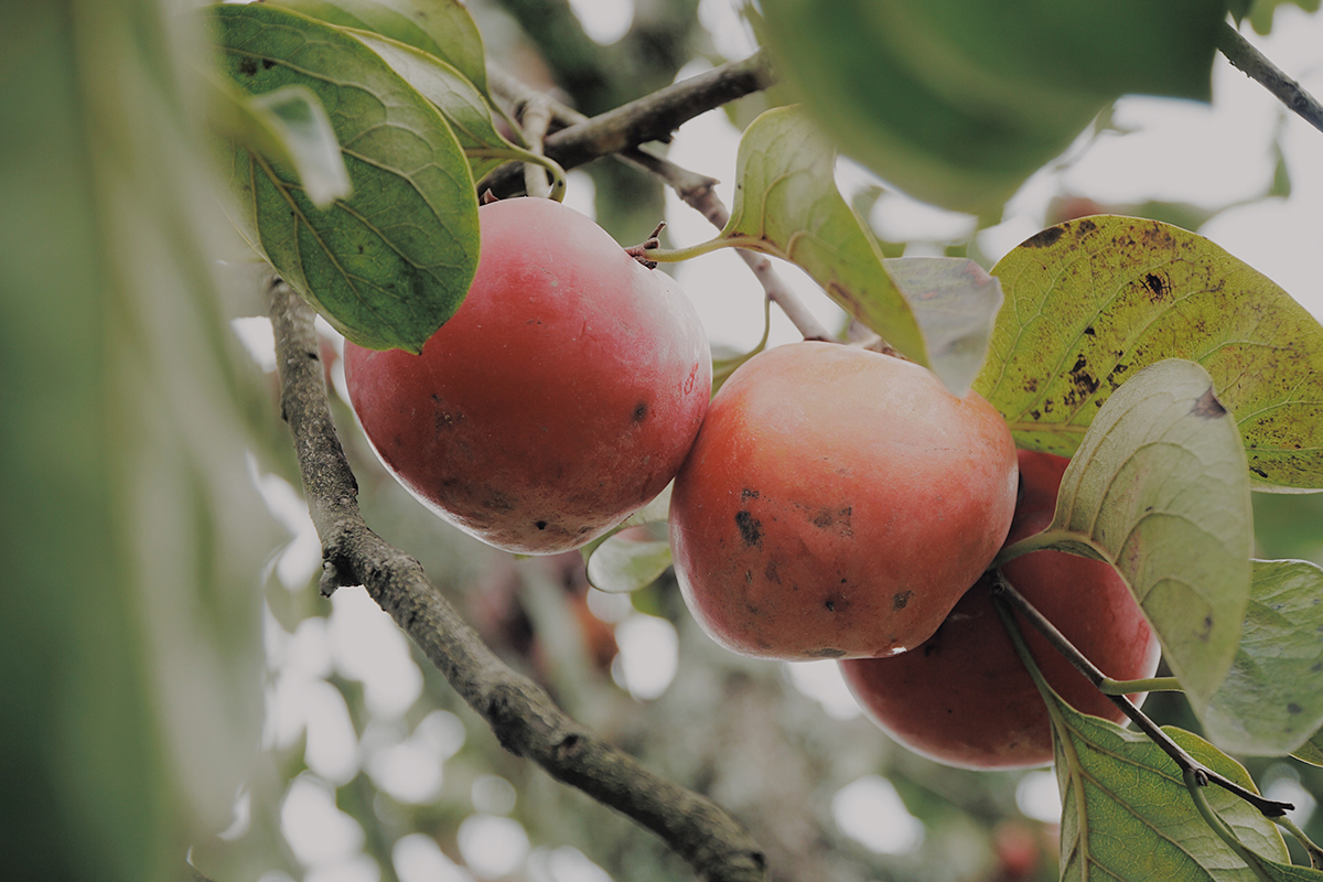 hồng trứng đà lạt