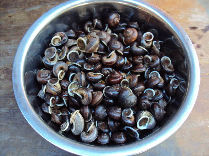 ỐC NÚI TÂY NINH- HƯƠNG VỊ ĐẬM CHẤT THÔN DÃ