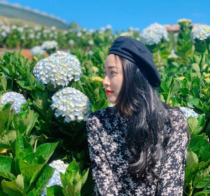 Top 3 vườn hoa cẩm tú cầu Đà Lạt ĐẸP NHẤT không phải ai cũng biết