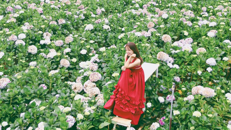 Top 3 vườn hoa cẩm tú cầu Đà Lạt ĐẸP NHẤT không phải ai cũng biết