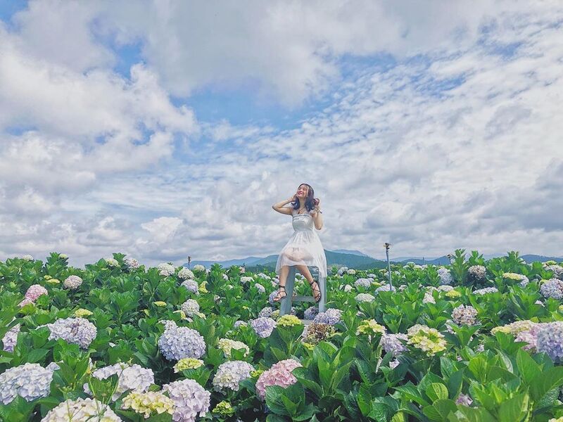 Top 3 vườn hoa cẩm tú cầu Đà Lạt ĐẸP NHẤT không phải ai cũng biết