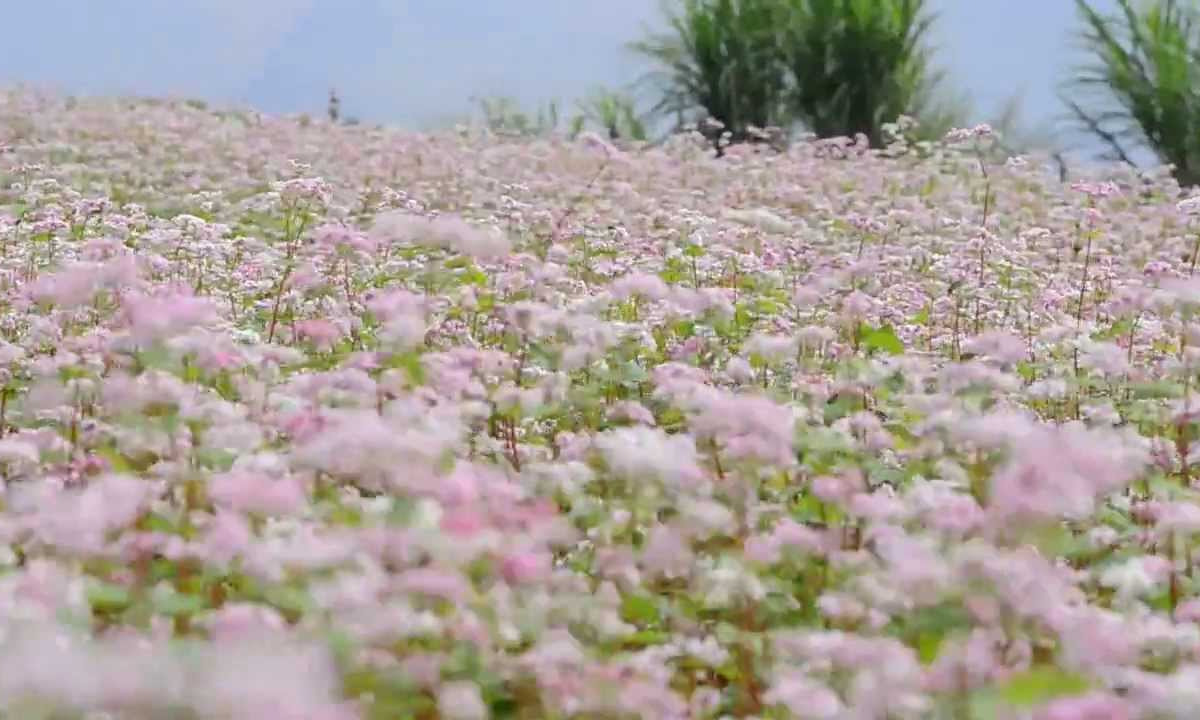 vườn hoa Đà Lạt