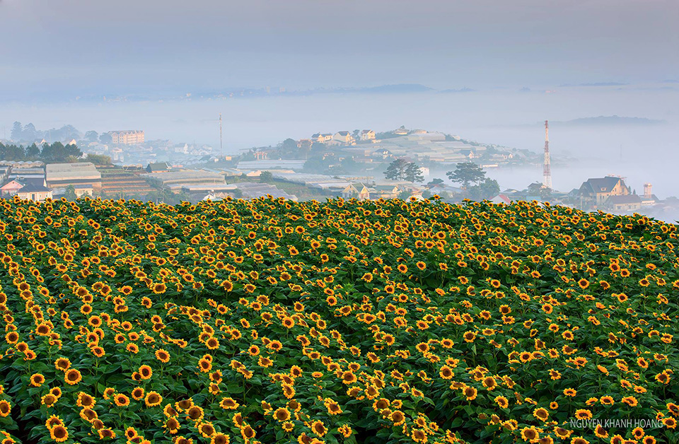 vườn hoa Đà Lạt