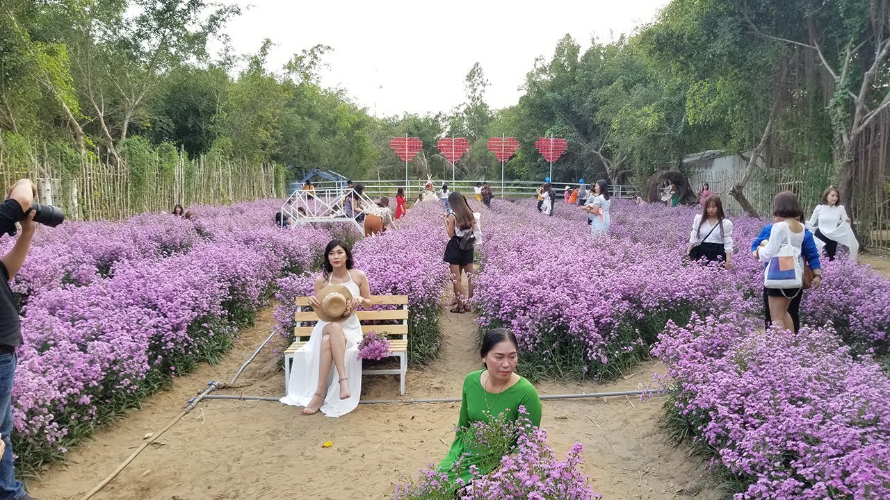 vườn hoa thạch thảo Cần Thơ
