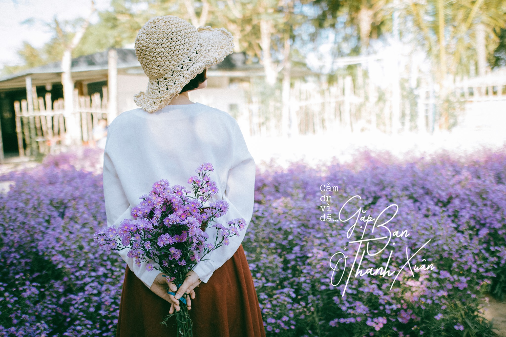 vườn hoa thạch thảo Cần Thơ