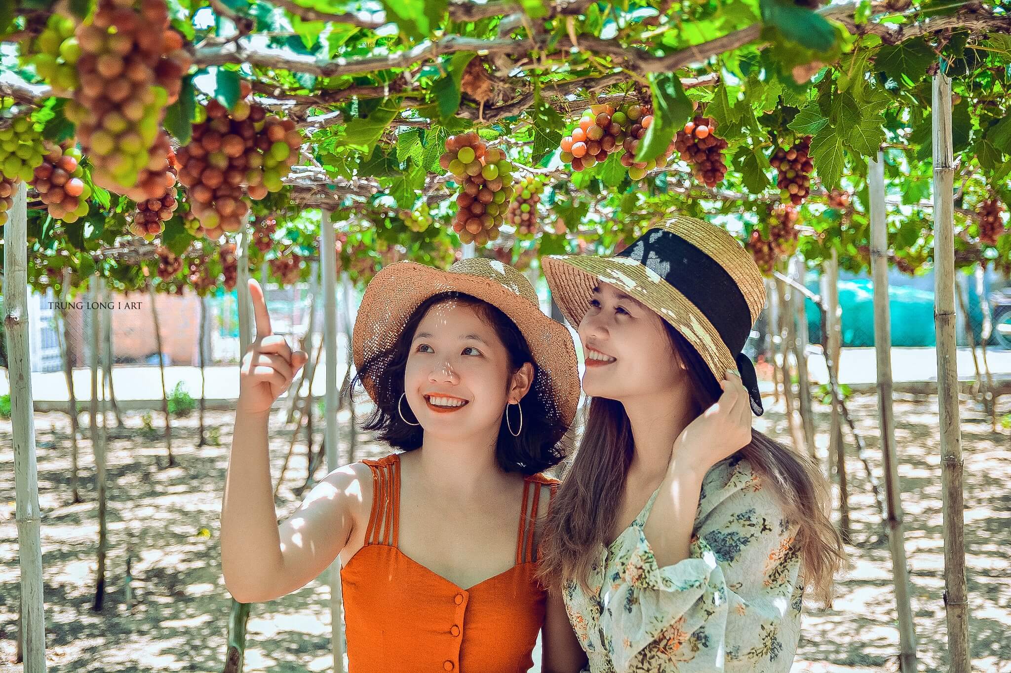 vườn nho Ninh Thuận