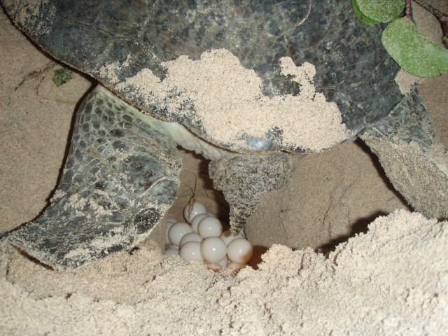 Vườn quốc gia Côn Đảo