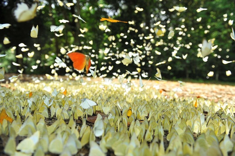 Vườn quốc gia Cúc Phương - Nơi thiên nhiên được bảo tồn 