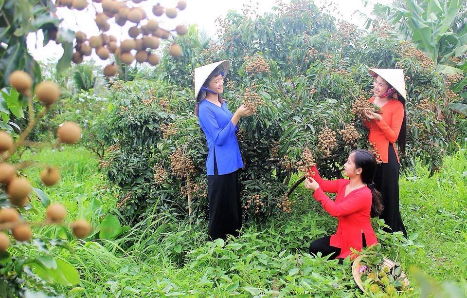 Top 20 vườn trái cây Cần Thơ nhất định phải ghé