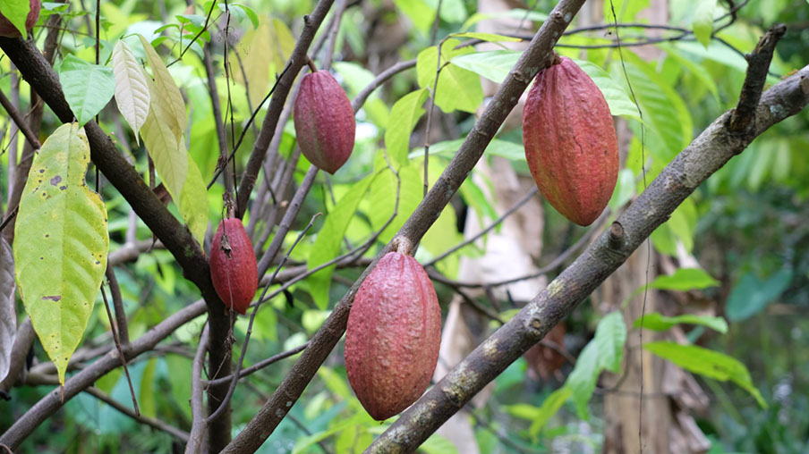 Top 20 vườn trái cây Cần Thơ nhất định phải ghé