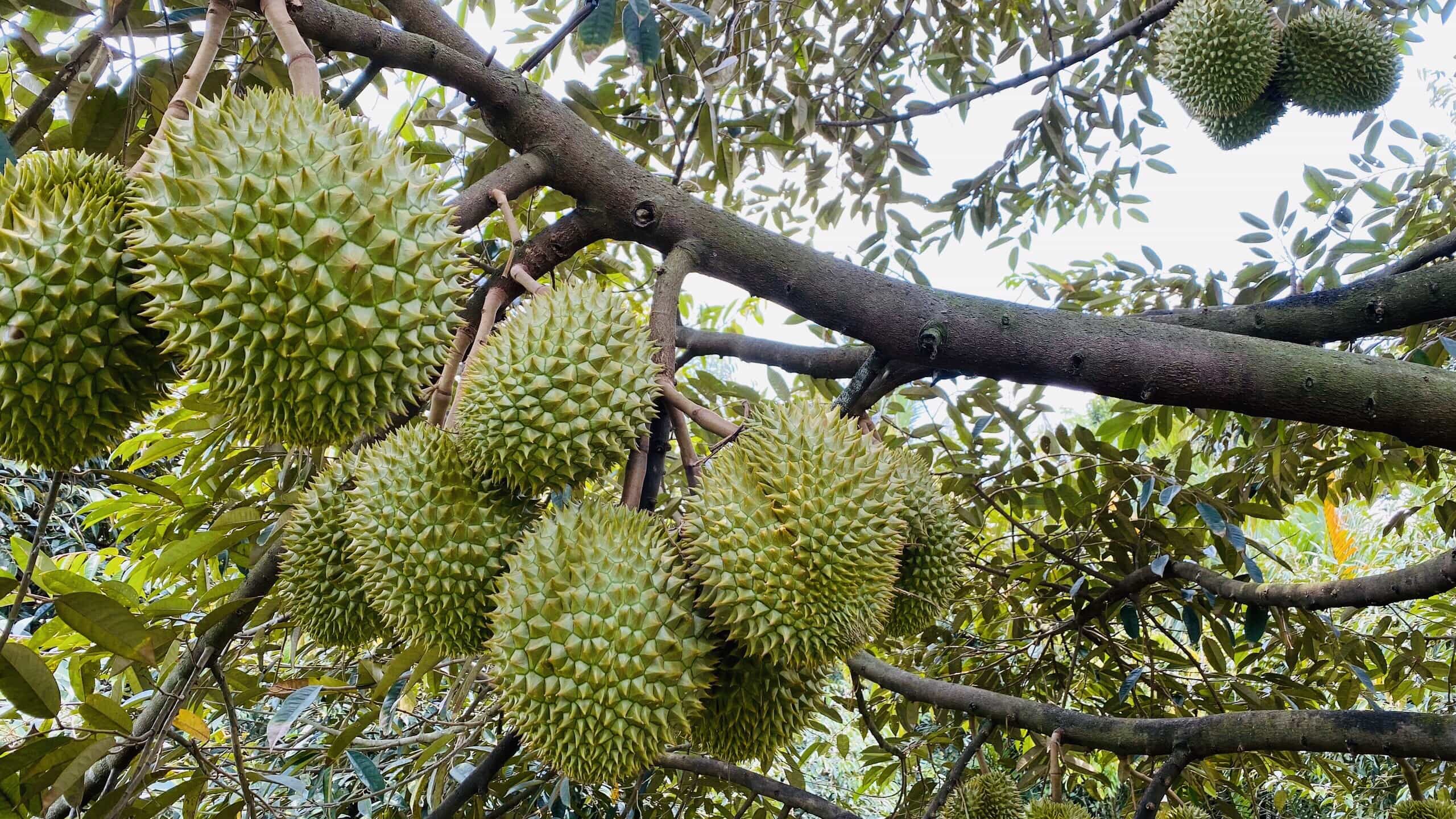 Top 20 vườn trái cây Cần Thơ nhất định phải ghé