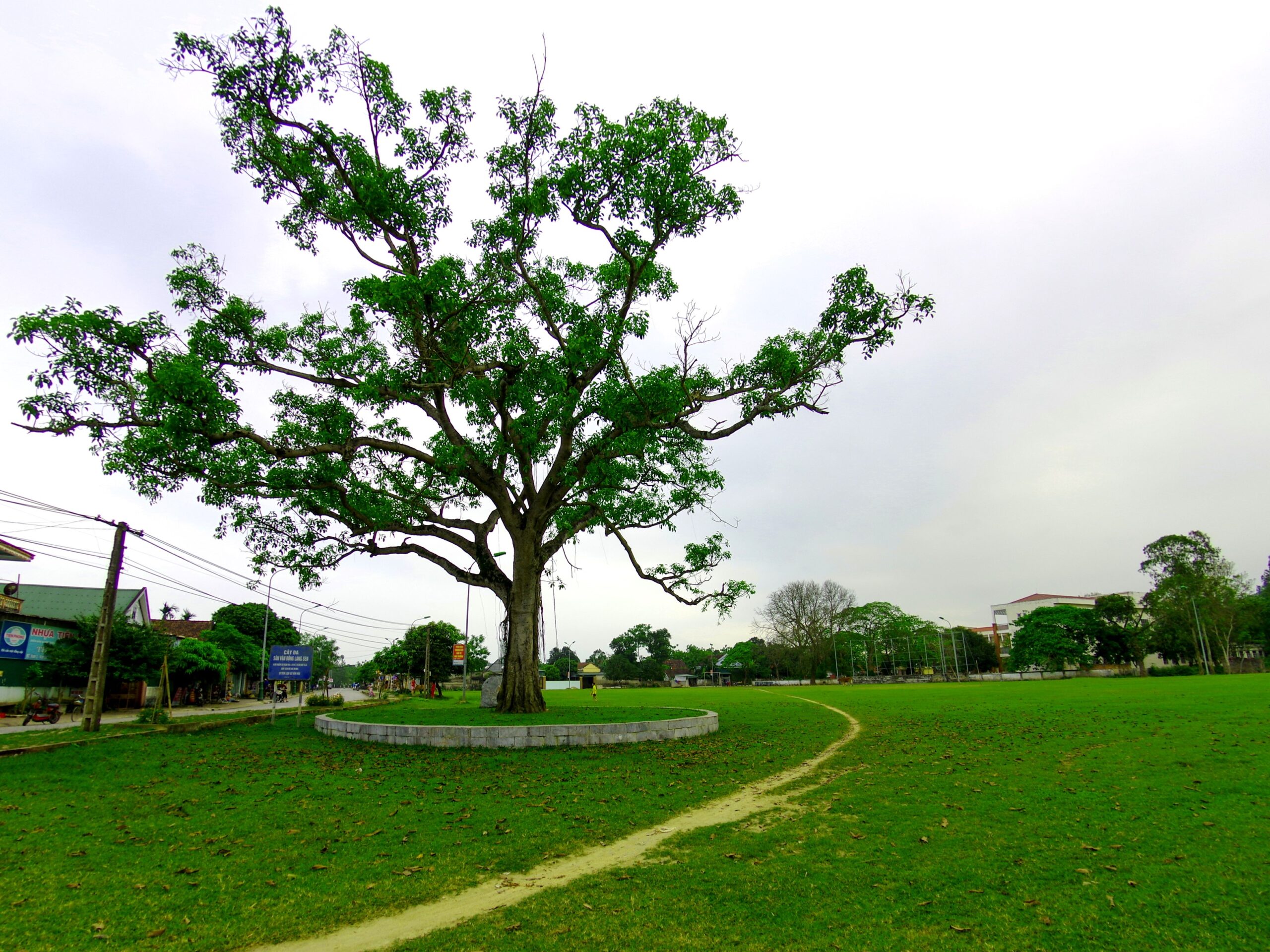 Khám phá vẻ đẹp di tích cây đa làng Sen quê Bác