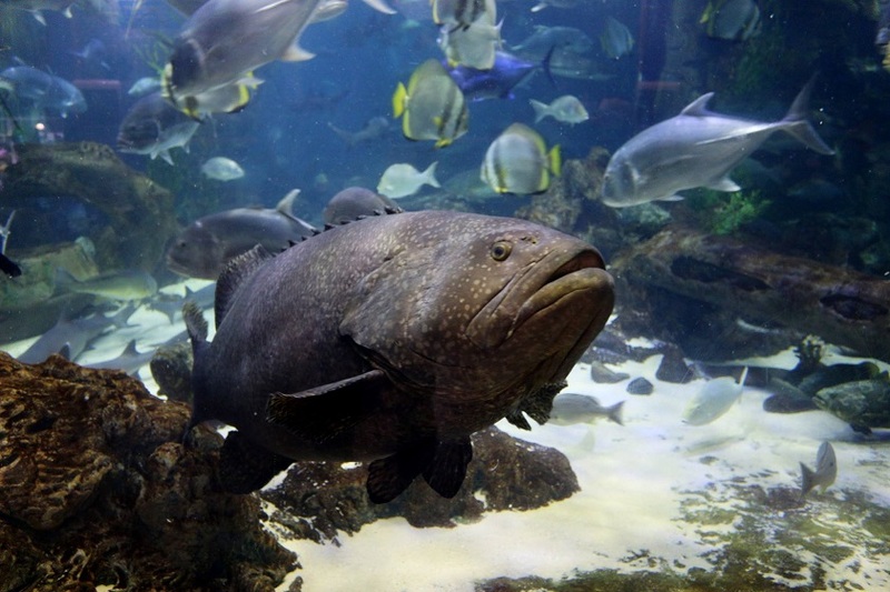 Thủy cung Times City - Đại dương thu nhỏ giữa lòng thủ đô