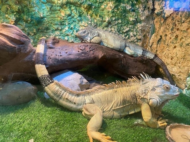 Các khu vực trưng bày, tham quan của thủy cung