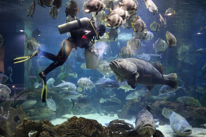 Chiêm ngưỡng cảnh ăn uống của cá mập, cá đuối