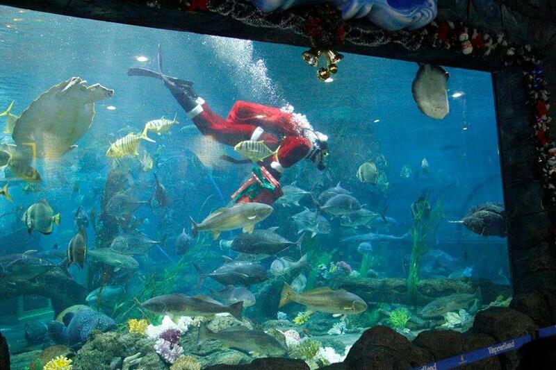 Chiêm ngưỡng cảnh ăn uống của cá mập, cá đuối